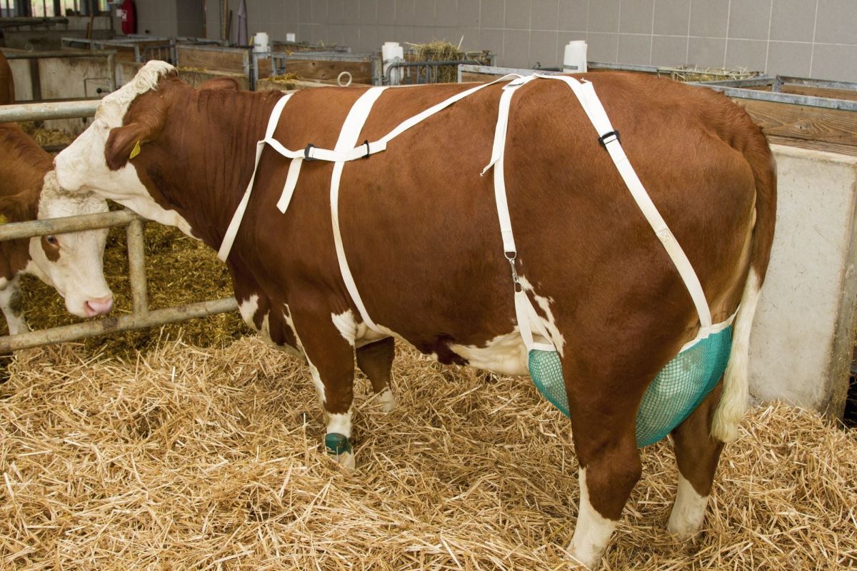 Zitzenschutz Mit Nackengurt, Mittelgroß, Euternetz Zur Begrenzung Von ...